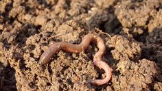 a worm crawling on the ground in dirt