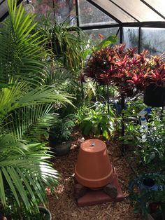 a garden filled with lots of green plants