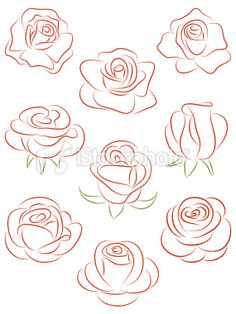 different types of roses drawn in red ink on white paper royalty art illustration, flower drawing,