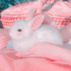 a person holding a small white rabbit in their hand on a bed with red and white checkered sheets