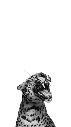 a black and white photo of a cheetah yawning with its mouth open