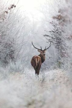 a deer standing in the middle of a snow covered forest