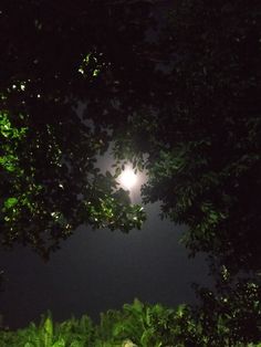 the moon shines brightly through the trees at night