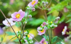 pink flowers with green leaves in the foreground and yellow center surrounded by greenery