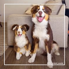 two brown and white dogs sitting next to each other on a wooden floor in front of a couch