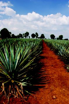 an image of a pineapple field with blue sky and clouds in the back ground