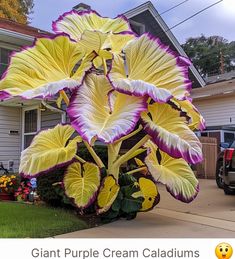 a giant purple and yellow flower in front of a house with the caption giant purple cream caladiums