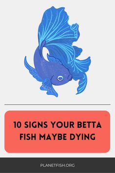 a blue fish with the words 10 signs your beta fish maybe dying on it