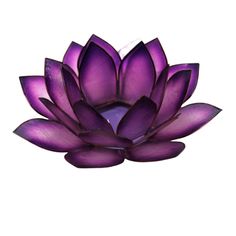 a purple flower is shown on a white background