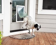 a dalmatian dog standing on it's hind legs looking out the window