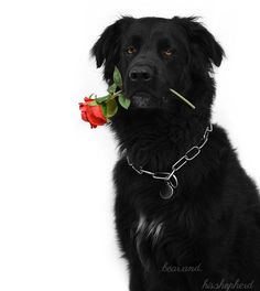 a black dog holding a red rose in its mouth and wearing a chain around it's neck