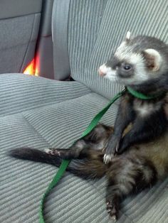 a ferret sitting on the back seat of a car with a leash around it's neck