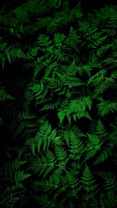 green leaves are growing in the dark