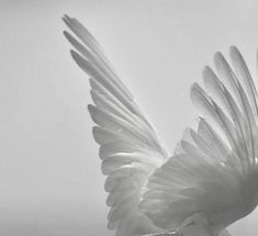 a black and white photo of a bird flying