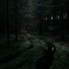 a dark forest filled with lots of green grass and trees next to a small stream