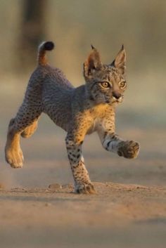 a small kitten running across a dirt field