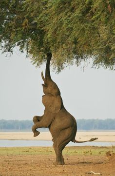 an elephant standing on its hind legs reaching up to a tree