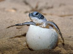 a baby turtle crawling out of an egg shell