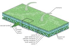 the structure of a plant cell