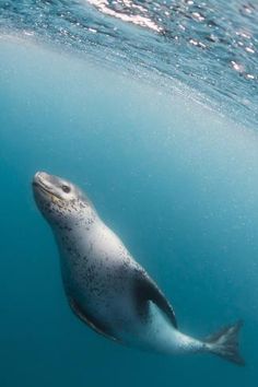 a sea lion swimming in the ocean