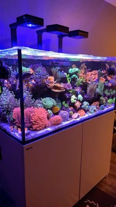 an aquarium with many different types of corals