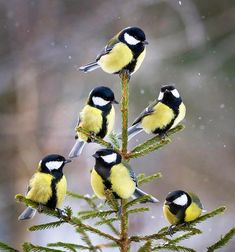 four small birds perched on top of a pine tree