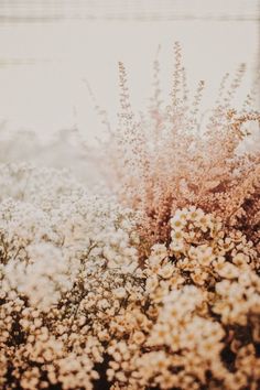 some white and brown flowers are in the grass