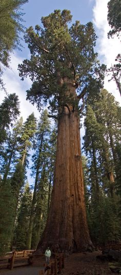 a large tree in the middle of a forest with people standing around it and looking up into the sky