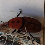 a wooden beetle sitting on top of a pile of shredded up paper next to a wall