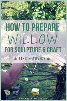 the words how to prepare willow for sculpture and craft