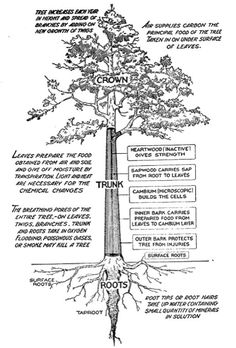 a diagram showing the parts of a tree with roots, leaves and branches labeled below