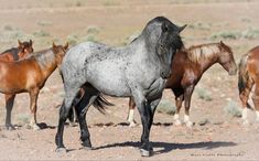 several horses are standing in the desert together