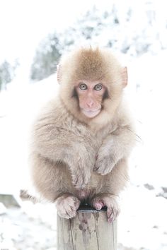 a small monkey sitting on top of a wooden post in the snow with its arms crossed