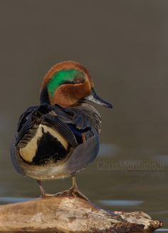 a duck sitting on top of a log in the water