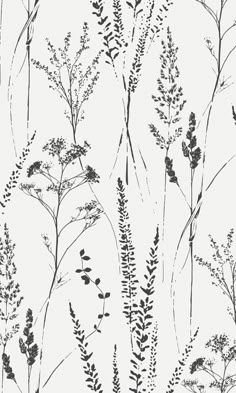 black and white drawing of plants on a light gray background, with small leaves in the foreground