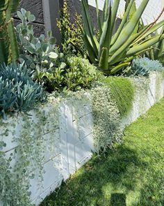 some plants are growing on the side of a wall and in front of a building