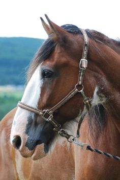 two brown horses standing next to each other