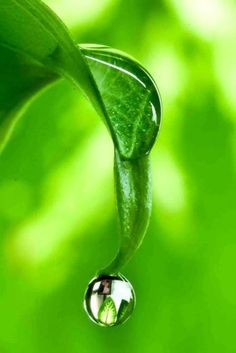 a drop of water on top of a green leaf