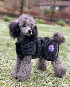 a poodle wearing a coat in the grass