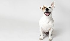 a white and brown dog sitting on top of a white floor