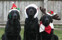 three black dogs wearing christmas hats sitting in the grass