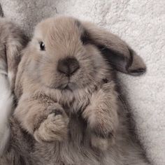 a small rabbit laying on top of a bed next to a stuffed animal toy in it's paws