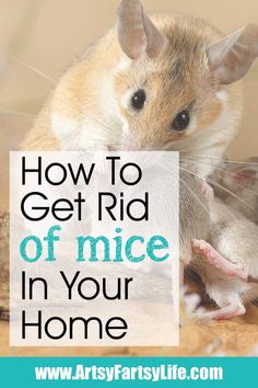 a hamster with the words how to get rid of mice in your home on it