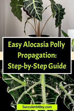 Easy Alocasia Polly Propagation: Step-by-Step Guide. Propagating Alocasia, Plant Parenthood, Zz Plant, Money Plant, Rubber Plant, Soil Layers, Indoor Jungle