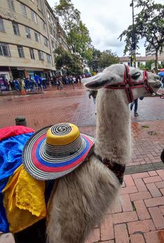 a llama wearing a colorful hat on the street