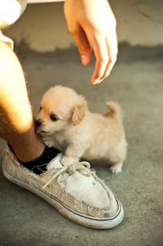 a small white dog standing next to a person's shoe with the caption attack