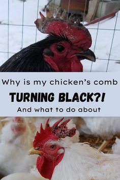 two chickens with the caption why is my chicken's comb turning black? and what to do about it