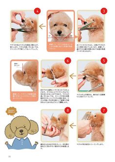 instructions on how to groom a poodle puppy's hair with pictures and instructions