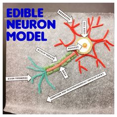 an image of a neuron model with labels on it