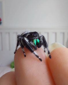 a small spider sitting on top of someone's finger